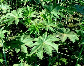  Leaves